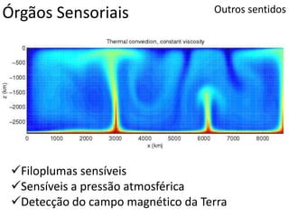 Órgãos Sensoriais Outros sentidos
Filoplumas sensíveis
Sensíveis a pressão atmosférica
Detecção do campo magnético da Terra
 