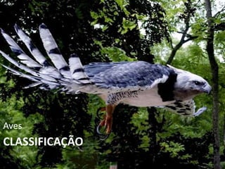 CLASSIFICAÇÃO
Aves
 