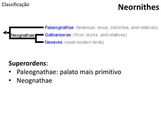 Classificação
Neornithes
Superordens:
• Paleognathae: palato mais primitivo
• Neognathae
 