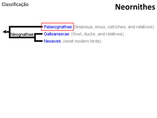 Classificação
Neornithes
 