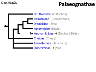 PalaeognathaeClassificação
 