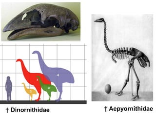 † Dinornithidae † Aepyornithidae
 