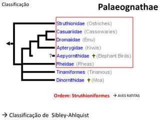 PalaeognathaeClassificação
Ordem: Struthioniformes
 Classificação de Sibley-Ahlquist
 AVES RATITAS
 