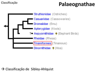 PalaeognathaeClassificação
 Classificação de Sibley-Ahlquist
 