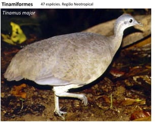 Tinamiformes 47 espécies. Região Neotropical
Tinamus major
 