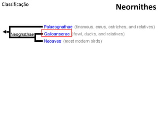 Classificação
Neornithes
 