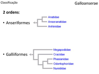 Classificação Galloanserae
2 ordens:
• Anseriformes
• Galliiformes
 