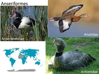 Anseriformes
Anatidae
Anseranatidae
Anhimidae
 