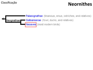 Classificação
Neornithes
 