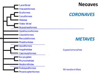 CORONAVES
Neoaves
METAVES
 