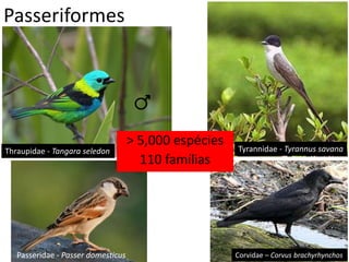 Passeriformes
Passeridae - Passer domesticus
Tyrannidae - Tyrannus savana
Corvidae – Corvus brachyrhynchos
Thraupidae - Tangara seledon
> 5,000 espécies
110 famílias
 