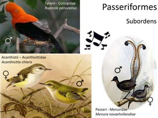 Passeriformes
Subordens
Acanthistii – Acanthisittidae
Acanthisitta chloris
Passeri - Menuridae
Menura novaehollandiae
Tyranii - Cotingidae
Rupicola peruvianus
 