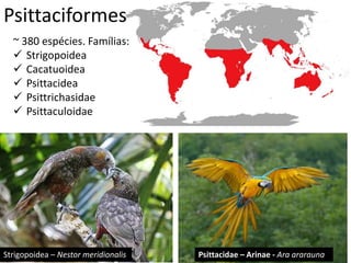 Psittaciformes
~ 380 espécies. Famílias:
 Strigopoidea
 Cacatuoidea
 Psittacidea
 Psittrichasidae
 Psittaculoidae
Strigopoidea – Nestor meridionalis Psittacidae – Arinae - Ara ararauna
 