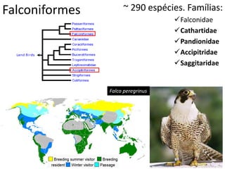 Falconiformes ~ 290 espécies. Famílias:
Falconidae
Cathartidae
Pandionidae
Accipitridae
Saggitaridae
Falco peregrinus
 