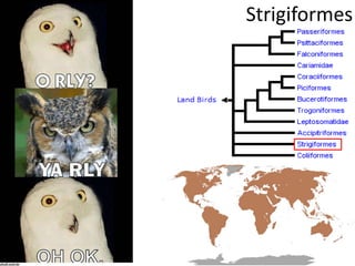 Strigiformes
 
