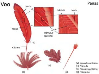 Voo Penas
(a) pena de contorno
(b) Plúmula
(c) Pena de contorno
(d) Filopluma
barba
barba
bárbula
Hámulus
(gancho)
Raque
Cálamo
 