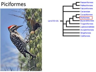 Piciformes
 