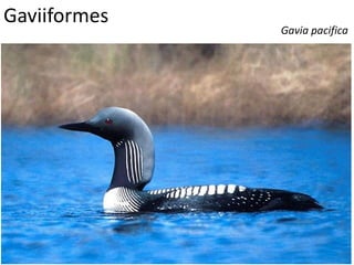 Gaviiformes
Gavia pacifica
 