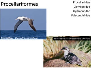Procellariformes Procellariidae
Diomedeidae
Hydrobatidae
Pelecanoididae
Diomedeidae - Diomedea epomophora Pelecanoididae - Pelecanoides urinatrix
 