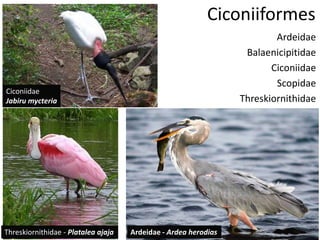 Ciconiiformes
Ardeidae
Balaenicipitidae
Ciconiidae
Scopidae
Threskiornithidae
Threskiornithidae - Platalea ajaja Ardeidae - Ardea herodias
Ciconiidae
Jabiru mycteria
 