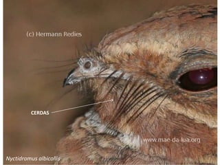 CERDAS
Nyctidromus albicollis
 