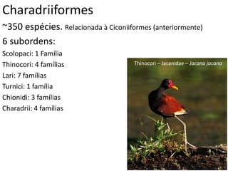 Charadriiformes
~350 espécies. Relacionada à Ciconiiformes (anteriormente)
6 subordens:
Scolopaci: 1 Família
Thinocori: 4 famílias
Lari: 7 famílias
Turnici: 1 família
Chionidi: 3 famílias
Charadrii: 4 famílias
Thinocori – Jacanidae – Jacana jacana
 