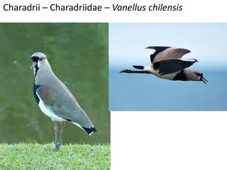 Charadrii – Charadriidae – Vanellus chilensis
 