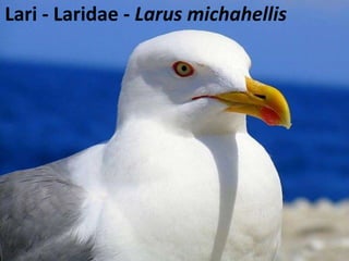 Lari - Laridae - Larus michahellis
 