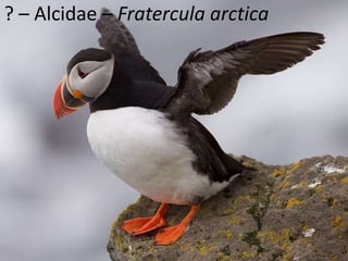 ? – Alcidae – Fratercula arctica
 
