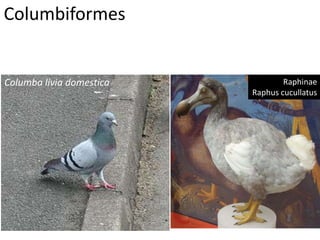 Columbiformes
Raphinae
Raphus cucullatus
Columba livia domestica
 