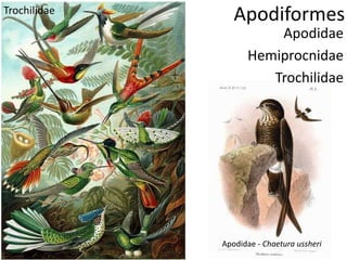 Apodiformes
Apodidae
Hemiprocnidae
Trochilidae
Apodidae - Chaetura ussheri
Trochilidae
 