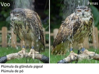 Voo Penas
Plúmula da glândula pigeal
Plúmula de pó
 