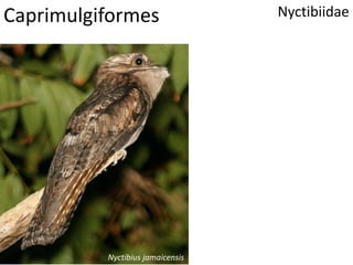 Caprimulgiformes Nyctibiidae
Nyctibius jamaicensis
 