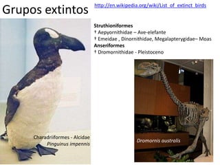 Grupos extintos
Charadriiformes - Alcidae
Pinguinus impennis
http://en.wikipedia.org/wiki/List_of_extinct_birds
Struthioniformes
† Aepyornithidae – Ave-elefante
† Emeidae , Dinornithidae, Megalapterygidae– Moas
Anseriformes
† Dromornithidae - Pleistoceno
Dromornis australis
 