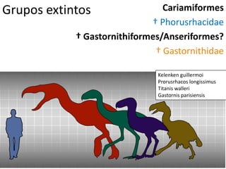 Grupos extintos Cariamiformes
† Phorusrhacidae
† Gastornithiformes/Anseriformes?
† Gastornithidae
Kelenken guillermoi
Prorusrhacos longissimus
Titanis walleri
Gastornis parisiensis
 