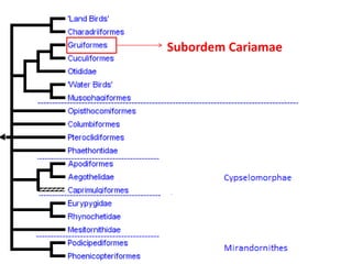 Subordem Cariamae
 