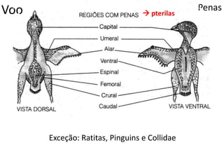 Voo Penas
 pterilas
Exceção: Ratitas, Pinguins e Collidae
 