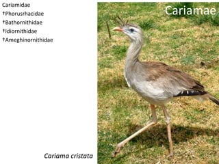 Cariamae
Cariamidae
†Phorusrhacidae
†Bathornithidae
†Idiornithidae
†Ameghinornithidae
Cariama cristata
 