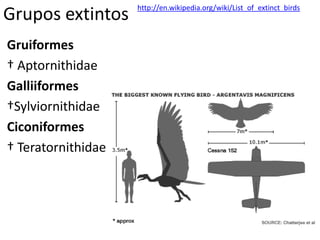 Grupos extintos http://en.wikipedia.org/wiki/List_of_extinct_birds
Gruiformes
† Aptornithidae
Galliiformes
†Sylviornithidae
Ciconiformes
† Teratornithidae
 