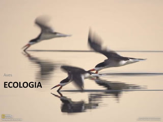 ECOLOGIA
Aves
 