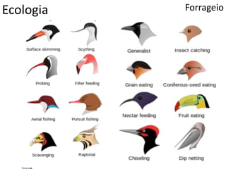 Ecologia Forrageio
 