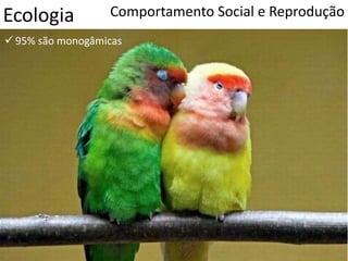 Ecologia Comportamento Social e Reprodução
 95% são monogâmicas
 