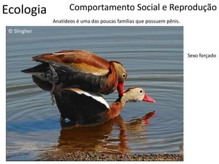 Ecologia Comportamento Social e Reprodução
 95% são monogâmicas
© Slingher
Anatídeos é uma das poucas famílias que possuem pênis.
Sexo forçado
 