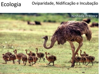 Ecologia Oviparidade, Nidificação e Incubação
Ninhada Precoce
 