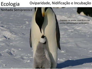 Ecologia Oviparidade, Nidificação e Incubação
Ninhada Semiprecoce
Capazes de andar, mas ficam no
ninho (alimentados pelos pais)
 