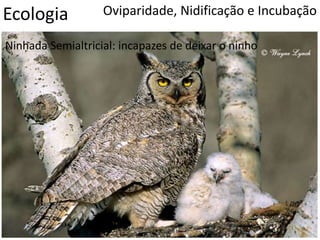 Ecologia Oviparidade, Nidificação e Incubação
Ninhada Semialtricial: incapazes de deixar o ninho
 