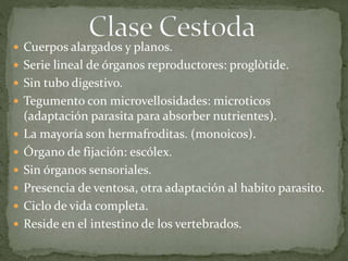  Cuerpos alargados y planos.
 Serie lineal de órganos reproductores: proglòtide.
 Sin tubo digestivo.
 Tegumento con microvellosidades: microticos
(adaptación parasita para absorber nutrientes).
 La mayoría son hermafroditas. (monoicos).
 Órgano de fijación: escólex.
 Sin órganos sensoriales.
 Presencia de ventosa, otra adaptación al habito parasito.
 Ciclo de vida completa.
 Reside en el intestino de los vertebrados.
 