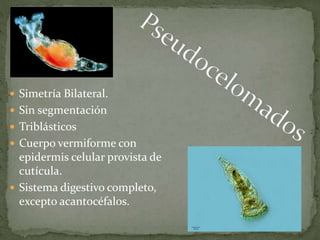  Simetría Bilateral.
 Sin segmentación
 Triblásticos
 Cuerpo vermiforme con
epidermis celular provista de
cutícula.
 Sistema digestivo completo,
excepto acantocéfalos.
 