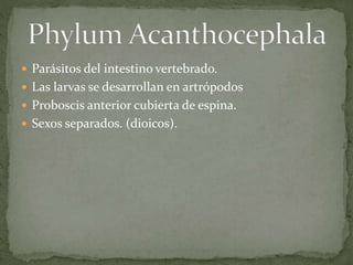  Parásitos del intestino vertebrado.
 Las larvas se desarrollan en artrópodos
 Proboscis anterior cubierta de espina.
 Sexos separados. (dioicos).
 