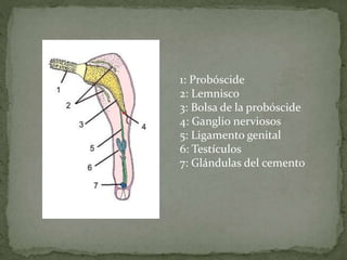 1: Probóscide
2: Lemnisco
3: Bolsa de la probóscide
4: Ganglio nerviosos
5: Ligamento genital
6: Testículos
7: Glándulas del cemento
 